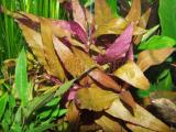 Akváriumi növények - Alternanthera reineckii Lila  papagájlevél